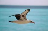 Albatross Midway