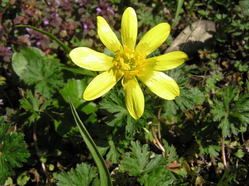 090321_flower