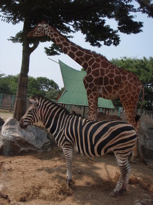 キリンとシマウマ