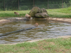 猿の水浴び