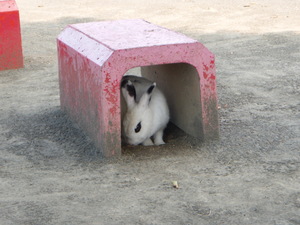 うさぎ
