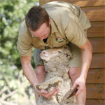 ローンパイン<b>コアラ</b>保護区で2つの羊ショーがスタート