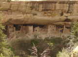 Spruce Tree House