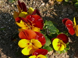 27d00d4d.JPG