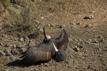 �Ϥ�����