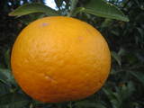 3729237a.JPG