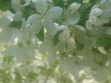 ake