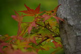 60131c9c.JPG