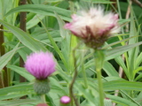 d3ed690b.JPG