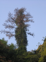 f2d89ab2.JPG