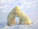 BearHug2