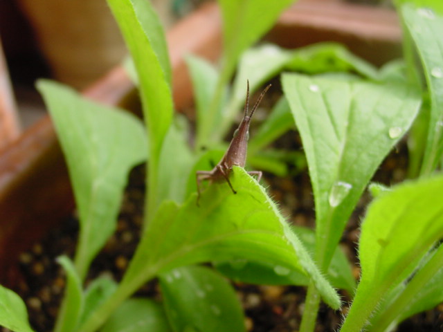 Grass Hopper