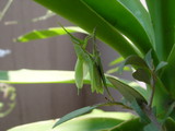 Grass Hopper 06-2