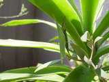 Grass Hopper 06-3