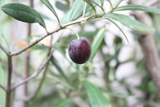 Olive-1