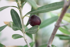 Olive-2
