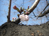 Sakura-3