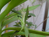 Grass Hopper 06-1