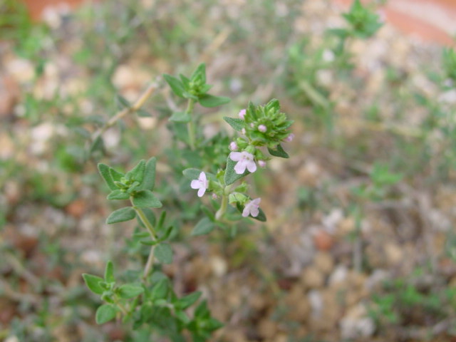 Thyme