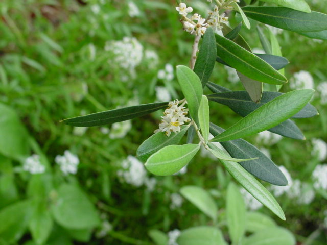 Olive