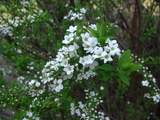 小篭桜