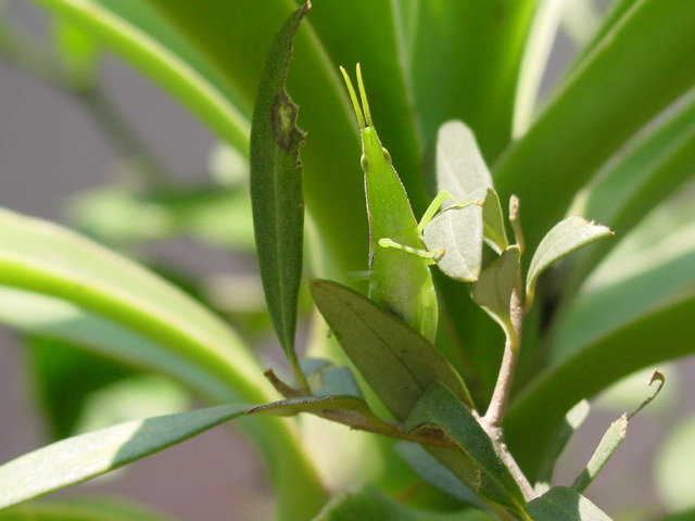 Grass Hopper 06-4