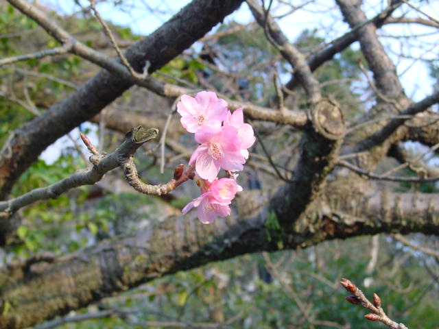 梅