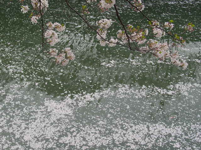桜-4/8-1
