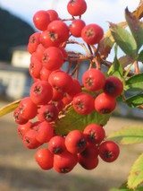 105a9194.JPG