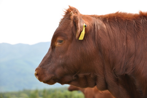 ʿ���⸶��û�ѵ���