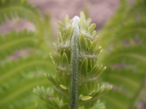 SANY0009.JPG