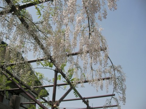 SANY0063.JPG
