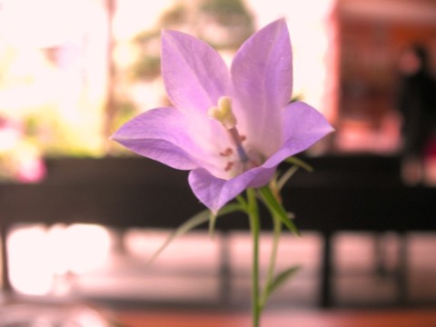 SANY0054.JPG