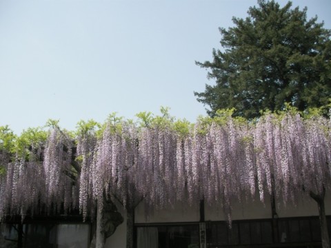 SANY0056.JPG