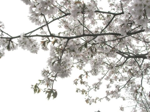 SANY0019.JPG