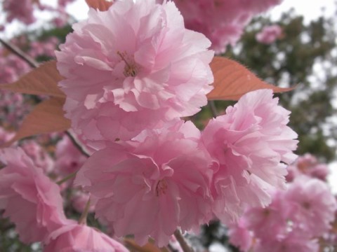 senshusakura2.jpg