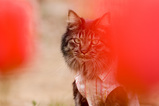 Melancholic Cat