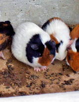 �ڤ�