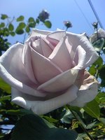 眞崎達二朗様のご自宅の紫の薔薇?