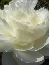 まぶしい白さのシャクヤクの花