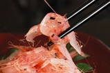 生の桜えび