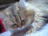 neko2