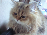 neko3