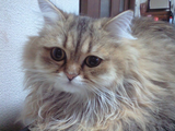 neko1