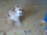 忙しい犬