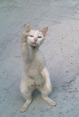 neko1