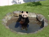 ジャグジーパンダ