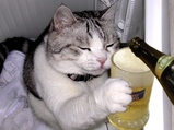 ビール猫
