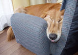 寝る犬