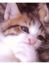 色っぽい猫